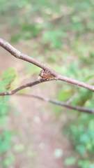 Stictocephala albescens