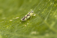 Eupteryx atropunctata