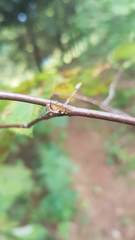 Stictocephala albescens