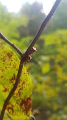 Stictocephala albescens