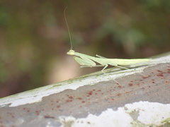 Sinomantis denticulata