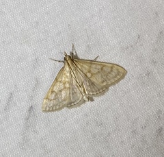 Paracorsia repandalis