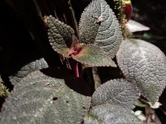 Episcia