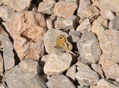 Coenonympha dorus