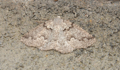 Sabulodes packardata