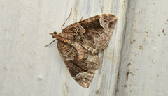 Eulithis xylina