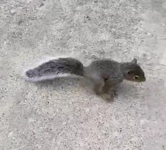 Sciurus carolinensis