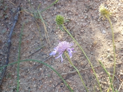 Scabiosa comosa