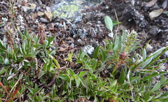 Salix cascadensis