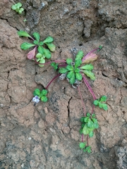 Ajuga pygmaea