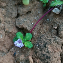 Ajuga pygmaea