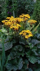 Ligularia dentata