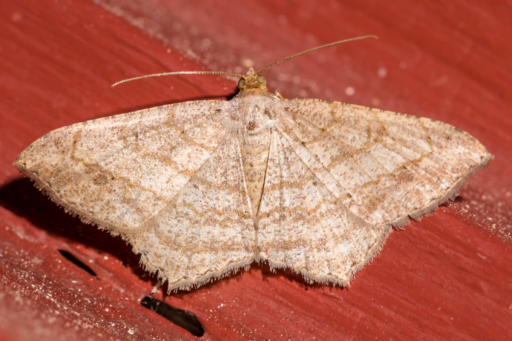 Psamatodes atrimacularia