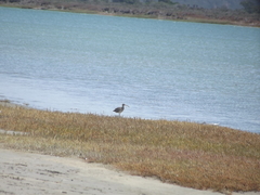 Numenius phaeopus phaeopus