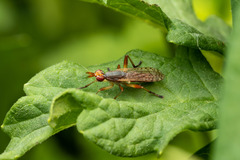 Dichetophora obliterata