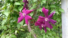 Clematis × jackmanii