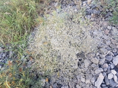 Thalictrum squarrosum