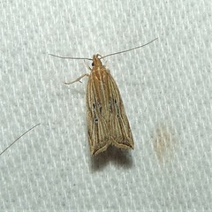 Helcystogramma