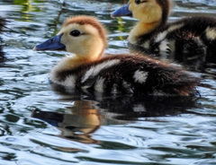 Cairina moschata domestica
