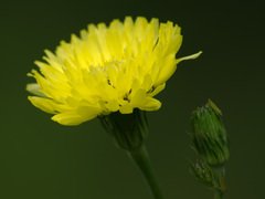 Pyrrhopappus carolinianus