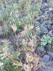 Erodium stephanianum