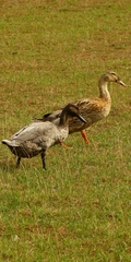 Anas platyrhynchos