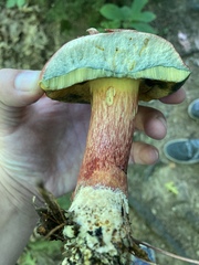 Xerocomus sclerotiorum