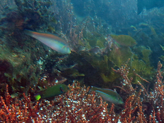 Stethojulis interrupta