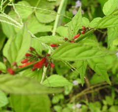Salvia elegans