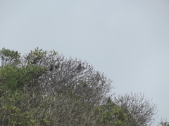 Urocolius indicus indicus