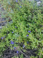 Scutellaria scordifolia