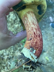 Xerocomus sclerotiorum