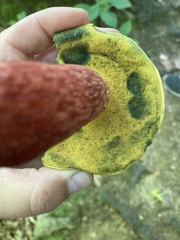 Xerocomus sclerotiorum