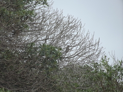 Urocolius indicus indicus