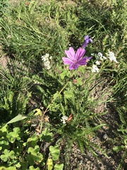 Malva sylvestris sylvestris
