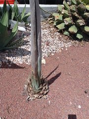 Agave tequilana