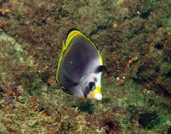 Chaetodon flavirostris