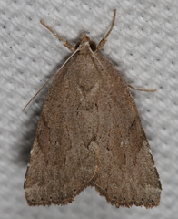 Cutina albopunctella