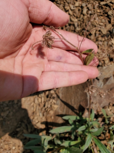 Image of Phacelia leptosepala by no rights reserved