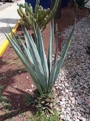 Agave tequilana