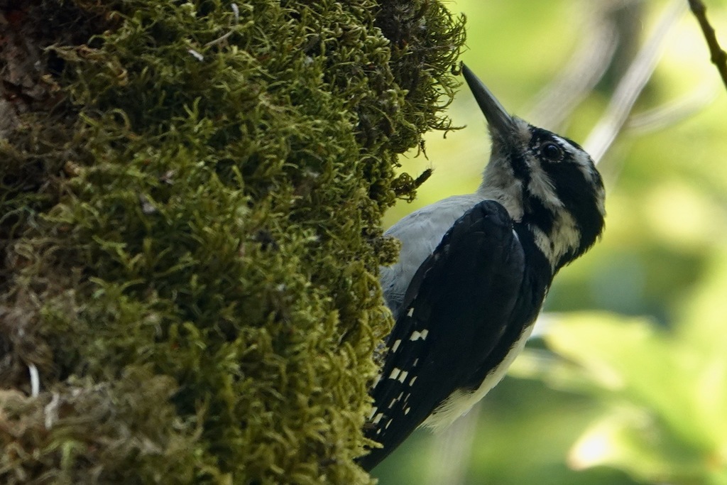 Hairy Woodpecker (Rocky Mountains)