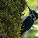 Hairy Woodpecker (Rocky Mts.) - Photo (c) desertnaturalist, some rights reserved (CC BY), uploaded by desertnaturalist
