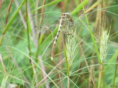 Arigomphus submedianus
