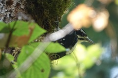 Dryobates villosus orius