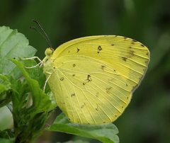 Eurema hecabe hecabe