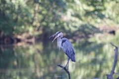 Ardea herodias