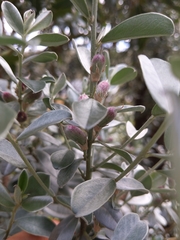 Podalyria sericea