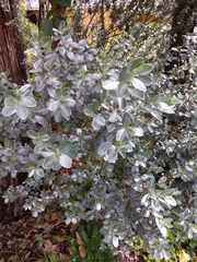 Podalyria sericea
