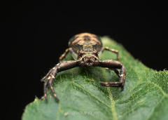 Strigoplus netravati