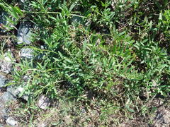 Vicia biennis